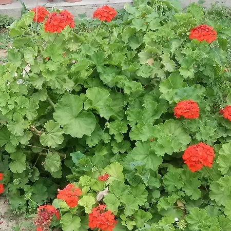 Gramvousa's Filoxenia *